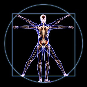 Mechanisms of Muscle Mass Regulation