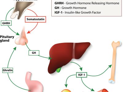 Understanding Human growth hormone (HGH)