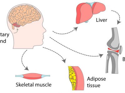 Exploring the Many Benefits of HGH Injections